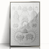 Modern Wall Art Print - Spyroidea by Ernst Haeckel - Scientific Art Decor