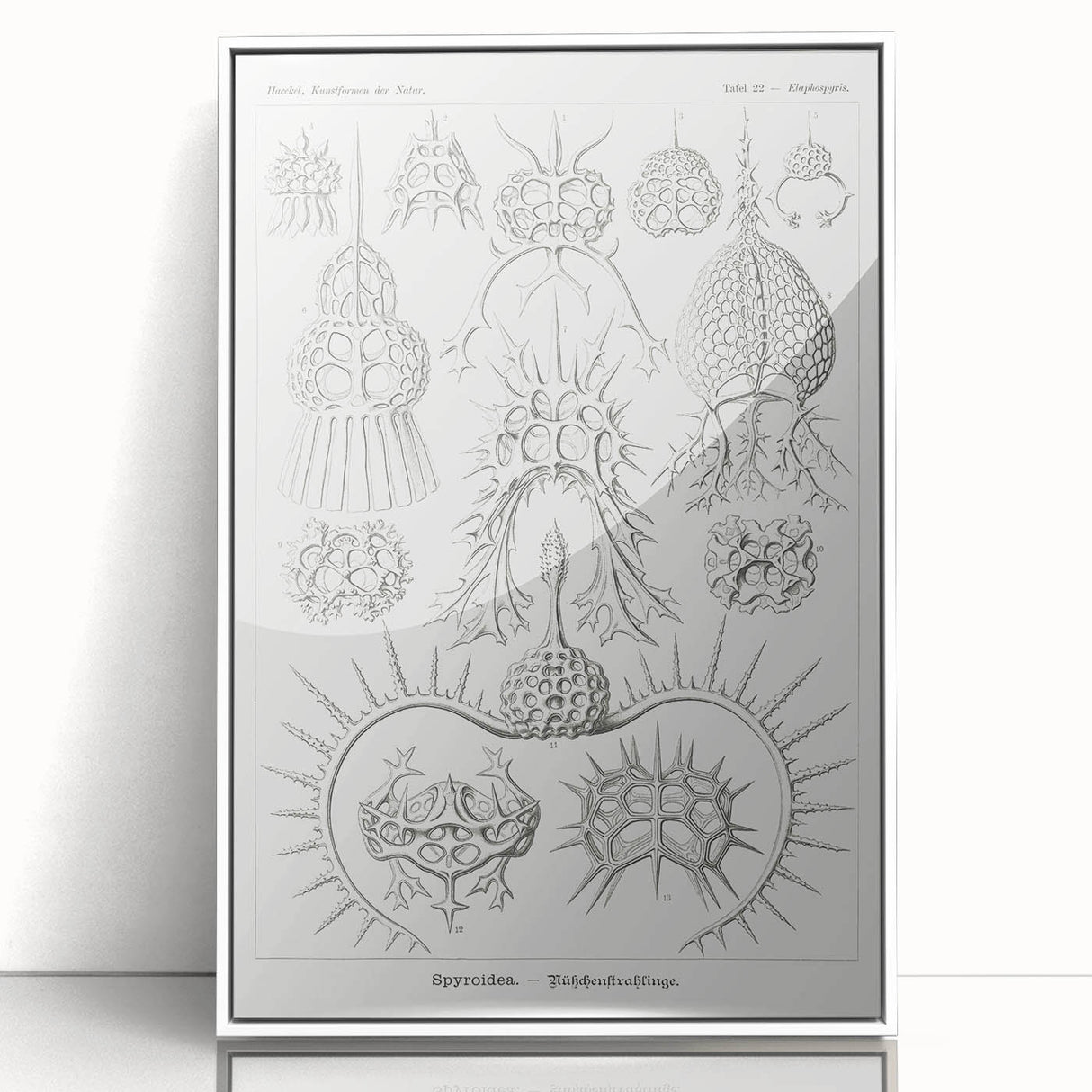 Modern Wall Art Print - Spyroidea by Ernst Haeckel - Scientific Art Decor