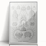 Modern Wall Art Print - Spyroidea by Ernst Haeckel - Scientific Art Decor