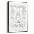 Modern Wall Art Print - Spyroidea by Ernst Haeckel - Scientific Art Decor