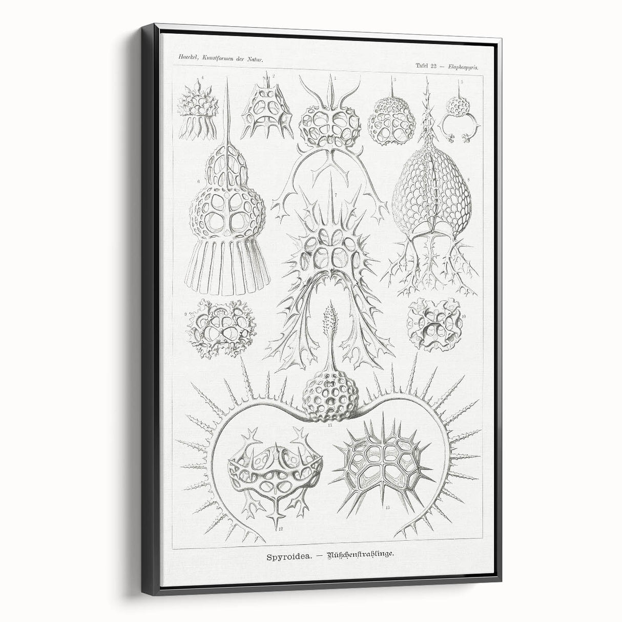 Modern Wall Art Print - Spyroidea by Ernst Haeckel - Scientific Art Decor
