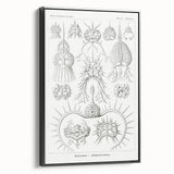 Modern Wall Art Print - Spyroidea by Ernst Haeckel - Scientific Art Decor