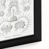 Modern Wall Art Print - Spyroidea by Ernst Haeckel - Scientific Art Decor