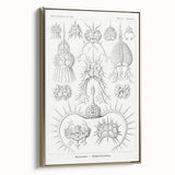 Modern Wall Art Print - Spyroidea by Ernst Haeckel - Scientific Art Decor