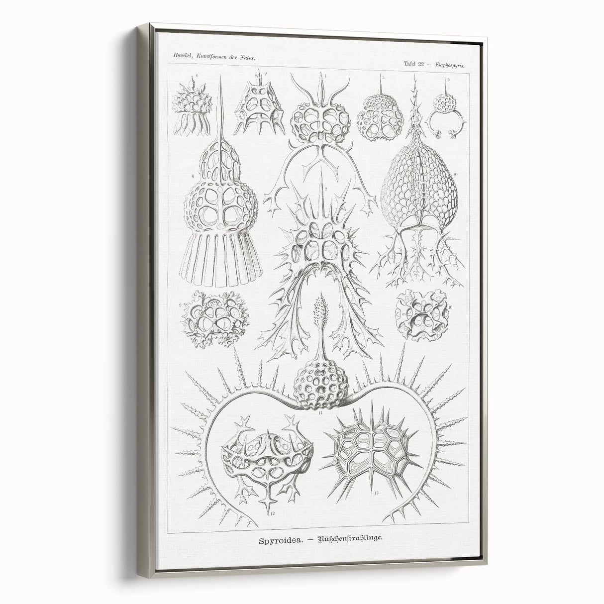 Modern Wall Art Print - Spyroidea by Ernst Haeckel - Scientific Art Decor