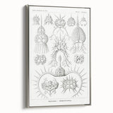 Modern Wall Art Print - Spyroidea by Ernst Haeckel - Scientific Art Decor
