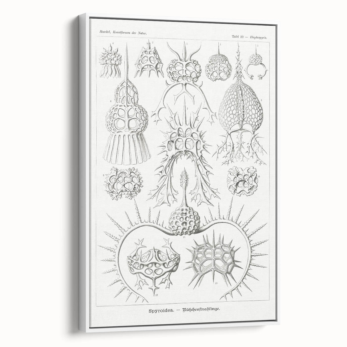 Modern Wall Art Print - Spyroidea by Ernst Haeckel - Scientific Art Decor