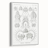 Modern Wall Art Print - Spyroidea by Ernst Haeckel - Scientific Art Decor