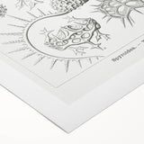 Modern Wall Art Print - Spyroidea by Ernst Haeckel - Scientific Art Decor