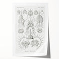 Modern Wall Art Print - Spyroidea by Ernst Haeckel - Scientific Art Decor
