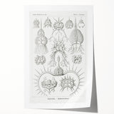 Modern Wall Art Print - Spyroidea by Ernst Haeckel - Scientific Art Decor