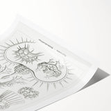 Modern Wall Art Print - Spyroidea by Ernst Haeckel - Scientific Art Decor