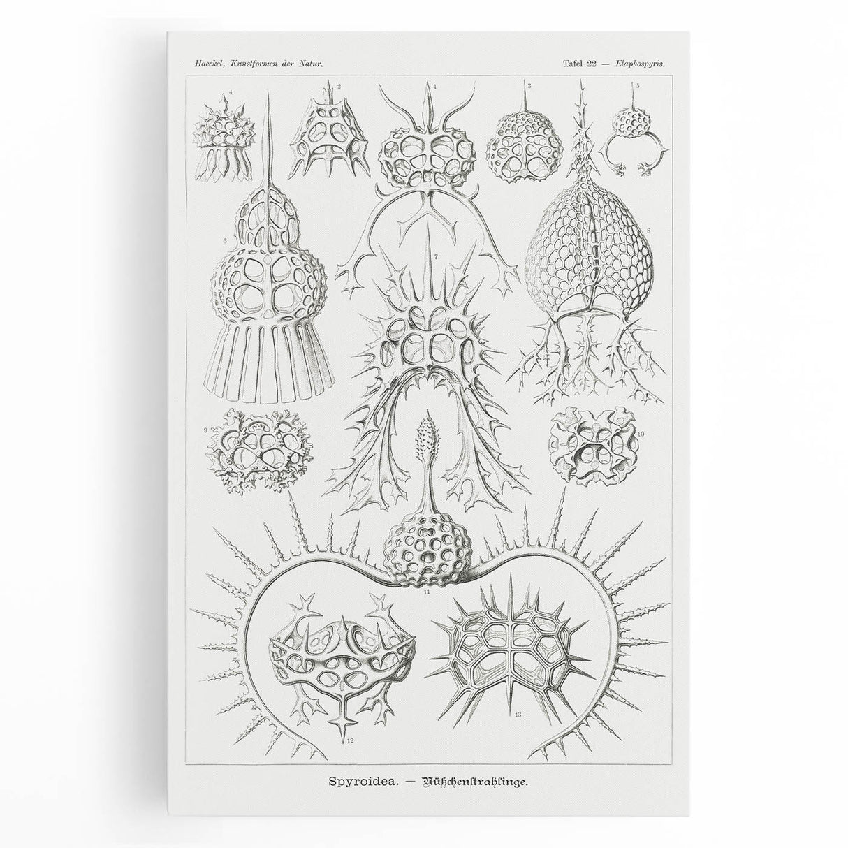 Modern Wall Art Print - Spyroidea by Ernst Haeckel - Scientific Art Decor