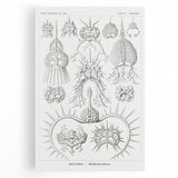 Modern Wall Art Print - Spyroidea by Ernst Haeckel - Scientific Art Decor