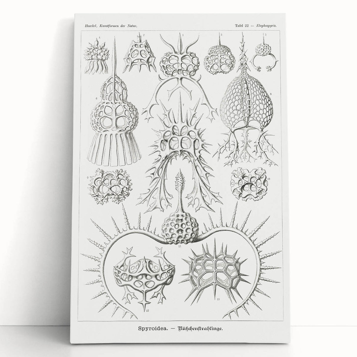Modern Wall Art Print - Spyroidea by Ernst Haeckel - Scientific Art Decor