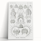 Modern Wall Art Print - Spyroidea by Ernst Haeckel - Scientific Art Decor