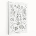 Modern Wall Art Print - Spyroidea by Ernst Haeckel - Scientific Art Decor