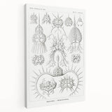 Modern Wall Art Print - Spyroidea by Ernst Haeckel - Scientific Art Decor