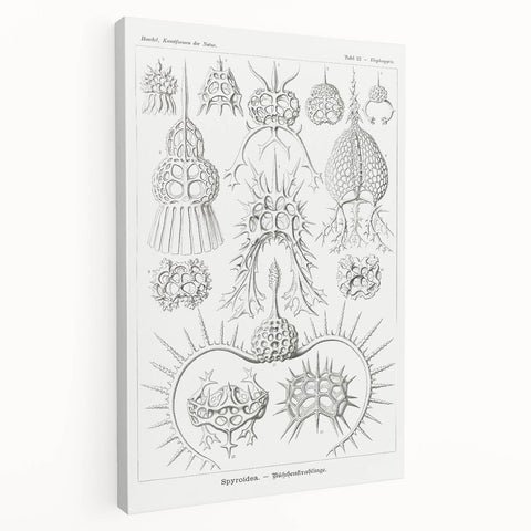 Modern Wall Art Print - Spyroidea by Ernst Haeckel - Scientific Art Decor