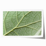 Close-up floral art on rolled print featuring soft pink and white blossoms, ideal for art wall dining room or bathroom.