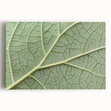 Black and white close-up floral photograph on stretched canvas, suitable for kitchen wall art.