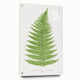 Botanical Realism Print | Aspidium Angulare Fern by Edward Joseph Lowe