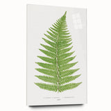 Botanical Realism Print | Aspidium Angulare Fern by Edward Joseph Lowe