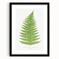 Botanical Realism Print | Aspidium Angulare Fern by Edward Joseph Lowe