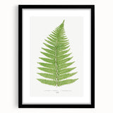 Botanical Realism Print | Aspidium Angulare Fern by Edward Joseph Lowe
