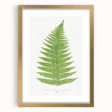Botanical Realism Print | Aspidium Angulare Fern by Edward Joseph Lowe