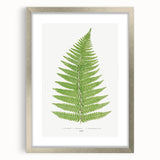 Botanical Realism Print | Aspidium Angulare Fern by Edward Joseph Lowe