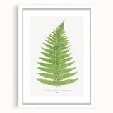 Botanical Realism Print | Aspidium Angulare Fern by Edward Joseph Lowe