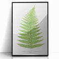 Botanical Realism Print | Aspidium Angulare Fern by Edward Joseph Lowe
