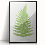 Botanical Realism Print | Aspidium Angulare Fern by Edward Joseph Lowe