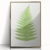 Botanical Realism Print | Aspidium Angulare Fern by Edward Joseph Lowe