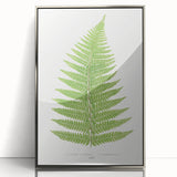 Botanical Realism Print | Aspidium Angulare Fern by Edward Joseph Lowe