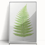 Botanical Realism Print | Aspidium Angulare Fern by Edward Joseph Lowe