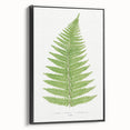 Botanical Realism Print | Aspidium Angulare Fern by Edward Joseph Lowe