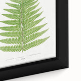 Botanical Realism Print | Aspidium Angulare Fern by Edward Joseph Lowe