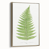 Botanical Realism Print | Aspidium Angulare Fern by Edward Joseph Lowe