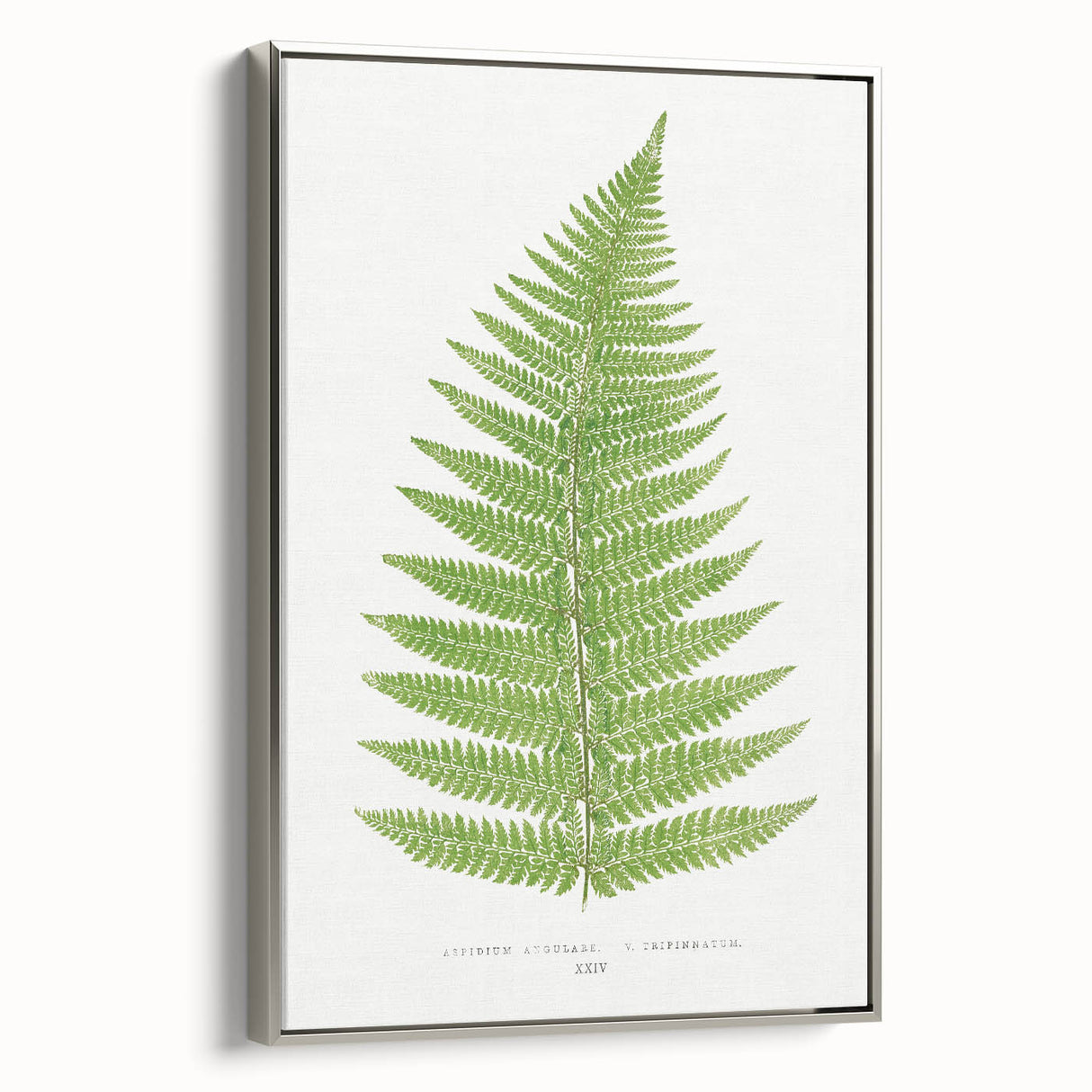 Botanical Realism Print | Aspidium Angulare Fern by Edward Joseph Lowe