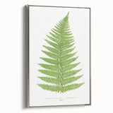 Botanical Realism Print | Aspidium Angulare Fern by Edward Joseph Lowe