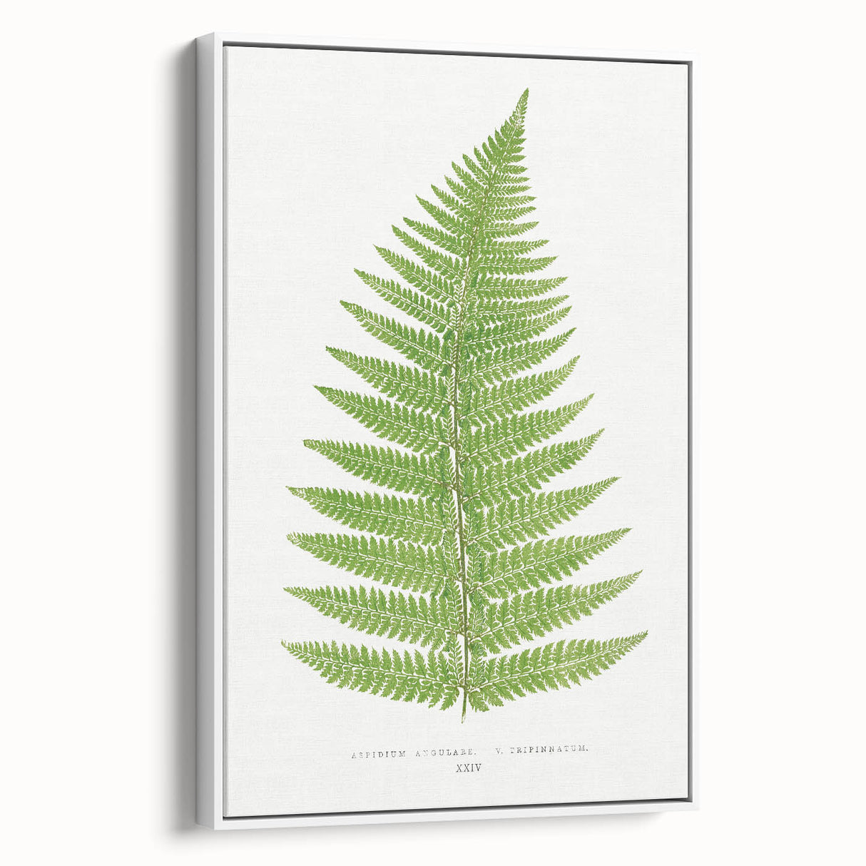 Botanical Realism Print | Aspidium Angulare Fern by Edward Joseph Lowe