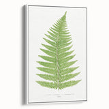 Botanical Realism Print | Aspidium Angulare Fern by Edward Joseph Lowe