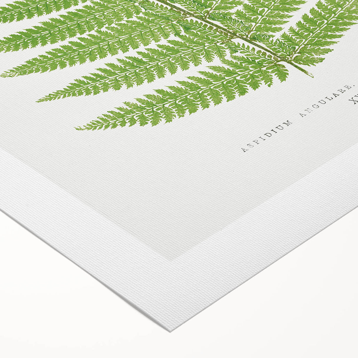 Botanical Realism Print | Aspidium Angulare Fern by Edward Joseph Lowe