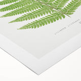 Botanical Realism Print | Aspidium Angulare Fern by Edward Joseph Lowe