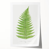 Botanical Realism Print | Aspidium Angulare Fern by Edward Joseph Lowe