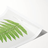 Botanical Realism Print | Aspidium Angulare Fern by Edward Joseph Lowe