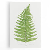 Botanical Realism Print | Aspidium Angulare Fern by Edward Joseph Lowe