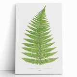 Botanical Realism Print | Aspidium Angulare Fern by Edward Joseph Lowe